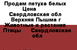 Продам петуха белых › Цена ­ 350 - Свердловская обл., Верхняя Пышма г. Животные и растения » Птицы   . Свердловская обл.